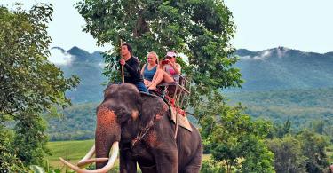 Шоу слонов в Паттайе – на это стоит посмотреть!