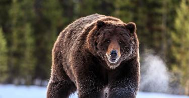 В сша убит гигантский медведь-людоед, самый большой медведь гризли, когда-либо добытый в мире Один из самых крупных медведей
